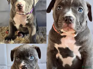 Amerikaanse Bully honden American Bully XL pups ABKC stamboom - Advertentie 3