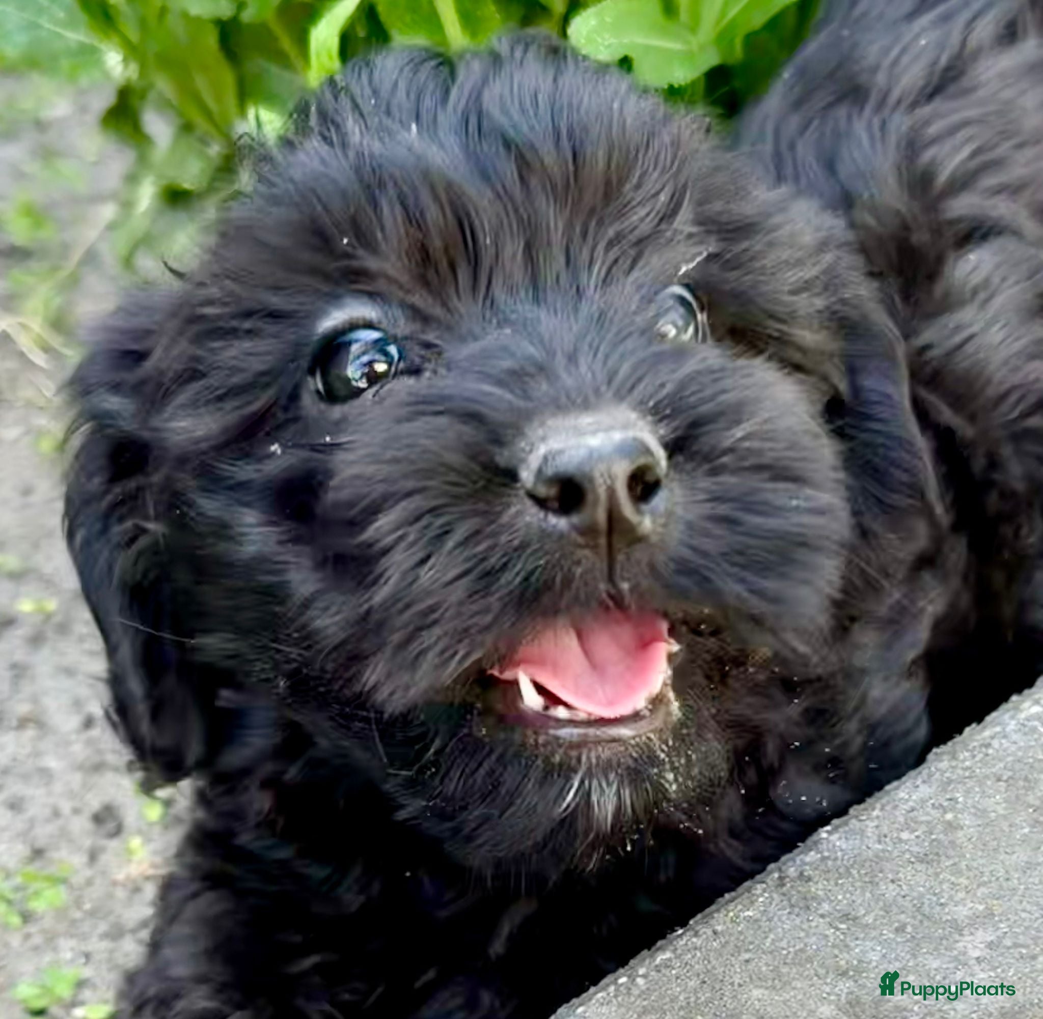 Cockapoo honden te koop: Cockapoo x boomer pups  - Advertentie 29