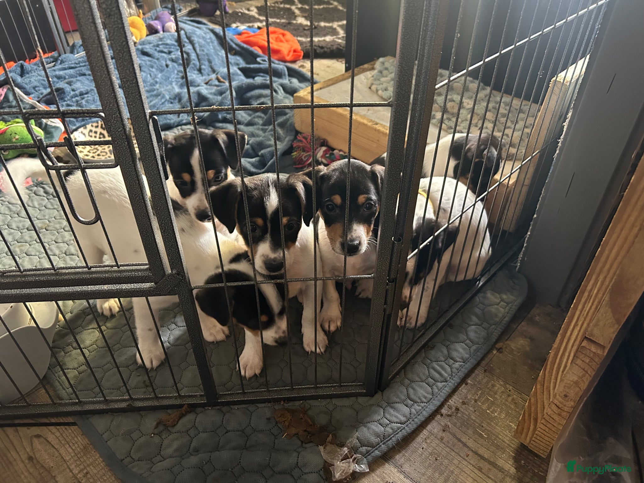 Boerenfox honden te koop: Boerenfox pups in Zuid-Beijerland - Advertentie 6