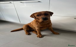 Labrador Retriever honden te koop: Stamboom Labrador pup. Nest Aankondiging  - Afbeelding 11