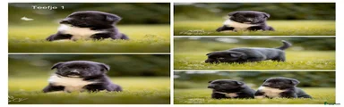 Kruising Puppy 5