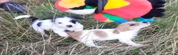 Jack Russel Terriër honden te koop: Jack russell pups met Stamboom!! - Advertentie 3