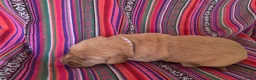 Labradoodle honden te koop: Super fijne multigen half Australian doodles🥰 - Advertentie 5