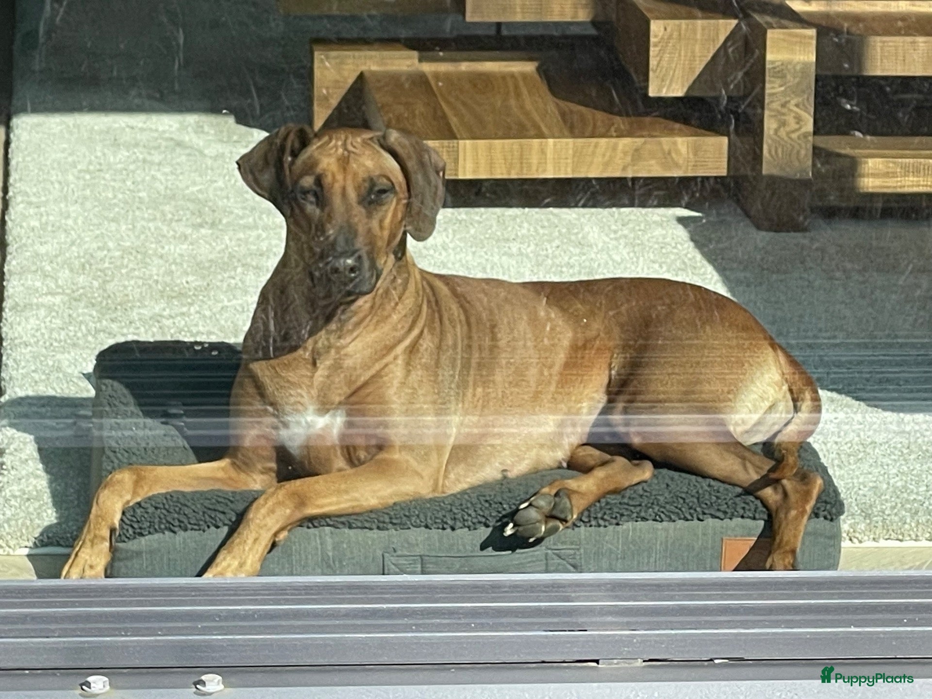Rhodesian Ridgeback honden Rhodesian Ridgebacks puppy’s  - Advertentie 1
