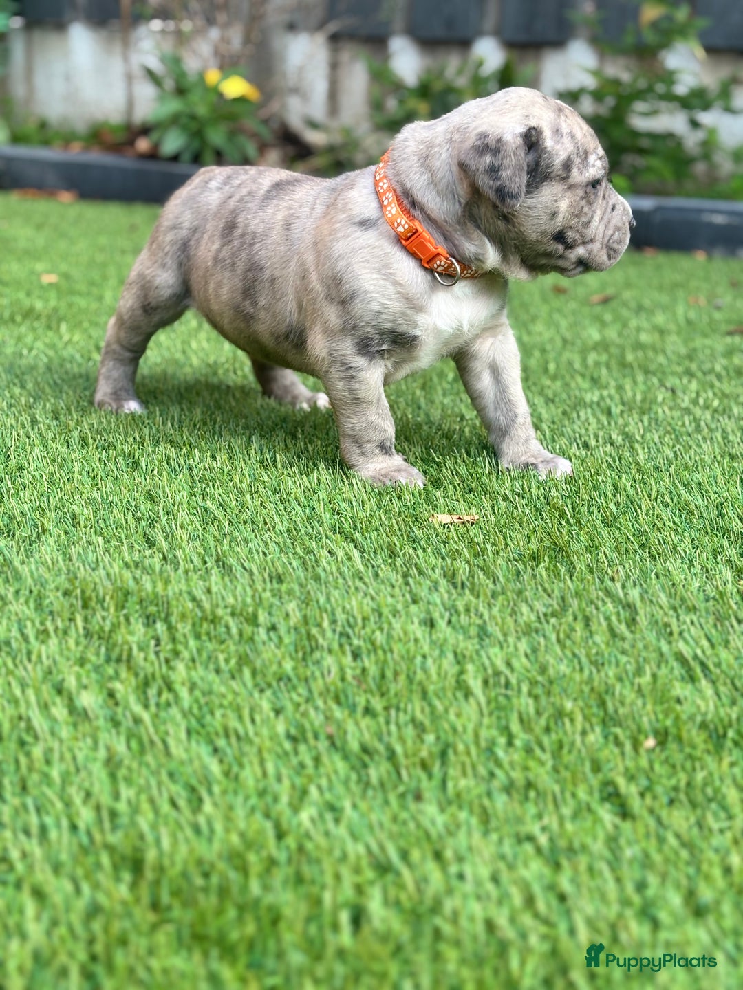 Amerikaanse Bully honden te koop: American Bully Xl pups - Advertentie 6