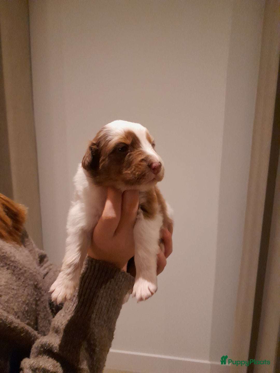 Australian Shepherd honden te koop: Lieve raszuivere australian shepherd pups  - Advertentie 28