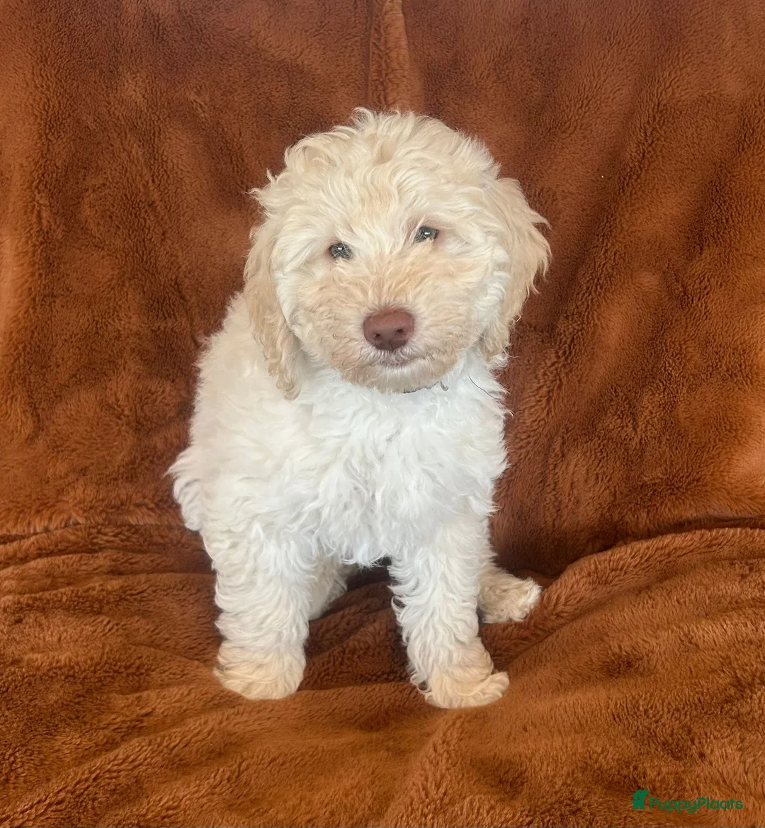 Labradoodle honden te koop: Medium Labradoodle puppy's - Advertentie 5