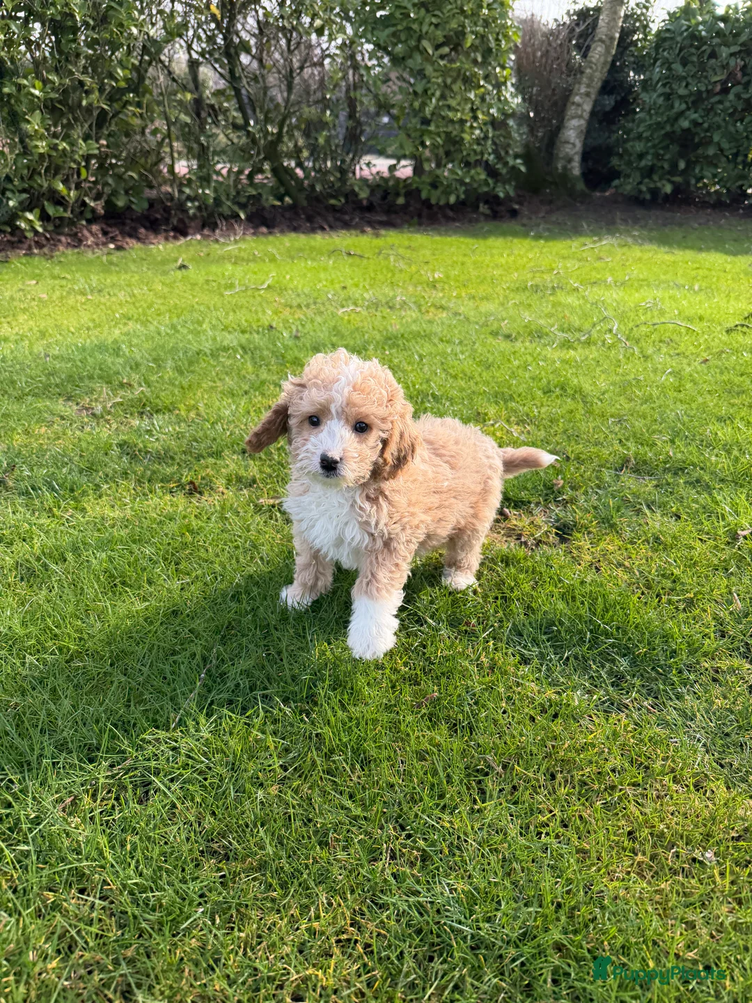 Labradoodle honden te koop: Mini Doodle (Poedel x Mini Labradoodle) pups - Advertentie 3