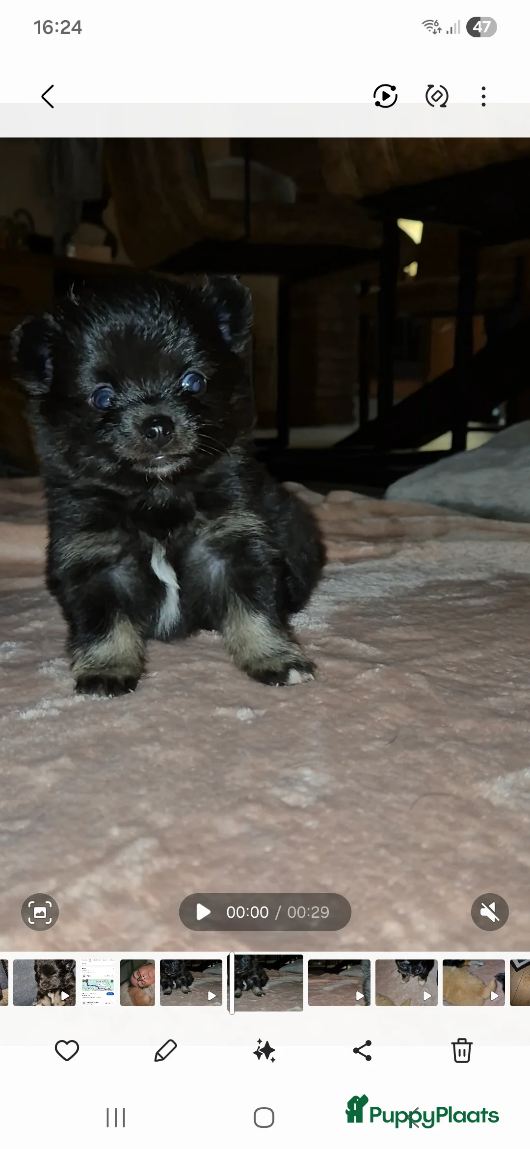 Pomchi honden te koop: Knappe reu - Advertentie 5