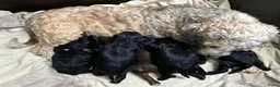 Kruising honden te koop: mooie kruising tibetaanse x australian labradoodle - Advertentie 6