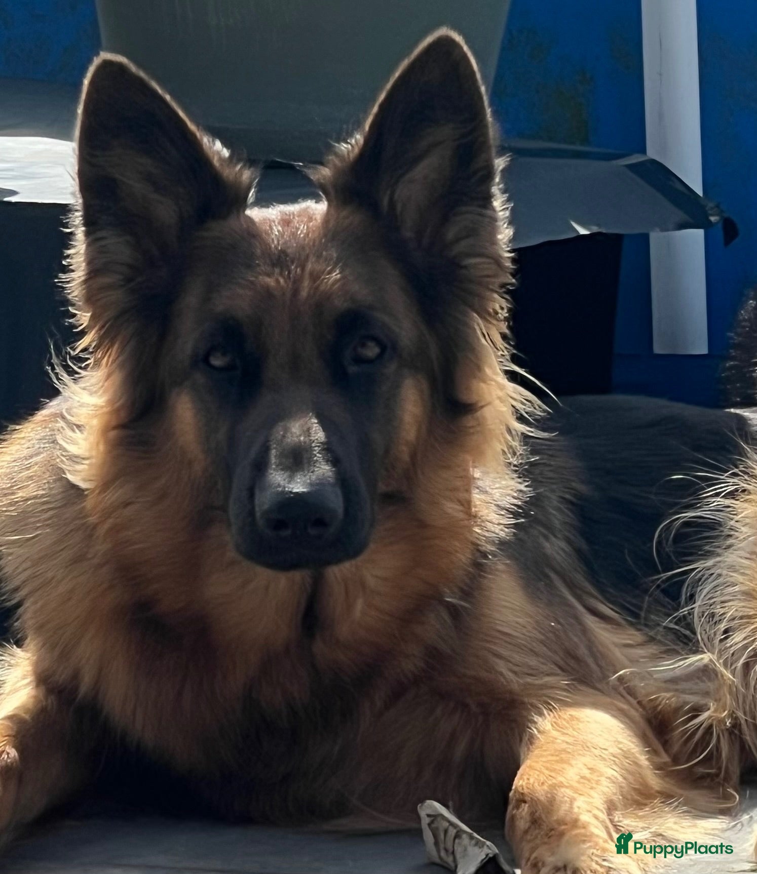 Kruising honden Gerberian shepsky’s pups - Advertentie 2