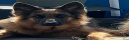Kruising honden te koop: Gerberian shepsky’s pups in Philippine - Advertentie 1