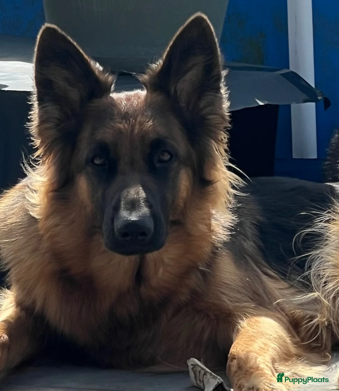 Kruising honden te koop: Gerberian shepsky’s pups in Philippine - Advertentie 1