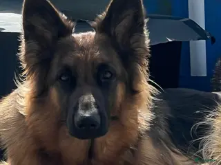 Kruising honden Gerberian shepsky’s pups - Advertentie 2
