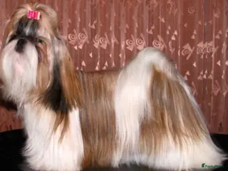 Shih Tzu honden Shihtzu te koop - Advertentie 17