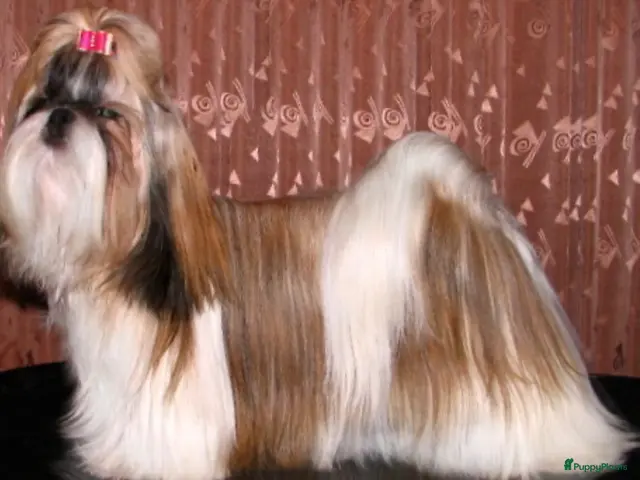 Shih Tzu honden te koop: Shihtzu te koop - Advertentie 2