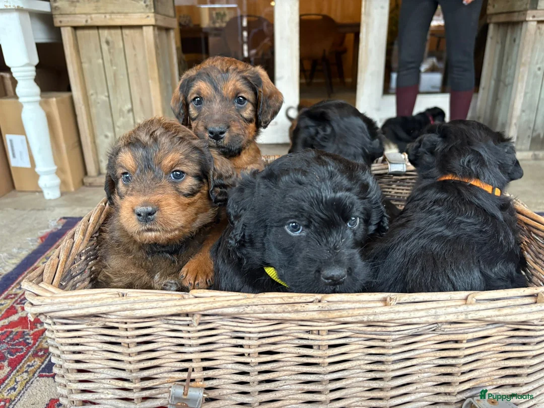 Kruising honden te koop: Prachtige Labradoodle X rottweiler pups  - Advertentie 1