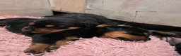 Rottweiler honden te koop: Prachtig mooie Rotweiler pups te koop! - Advertentie 7
