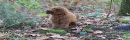 Poedel Toy honden te koop: 🐩 Coco, Nuno & Zizou – Klein maar Bijzonder! ❤️ - Advertentie 5