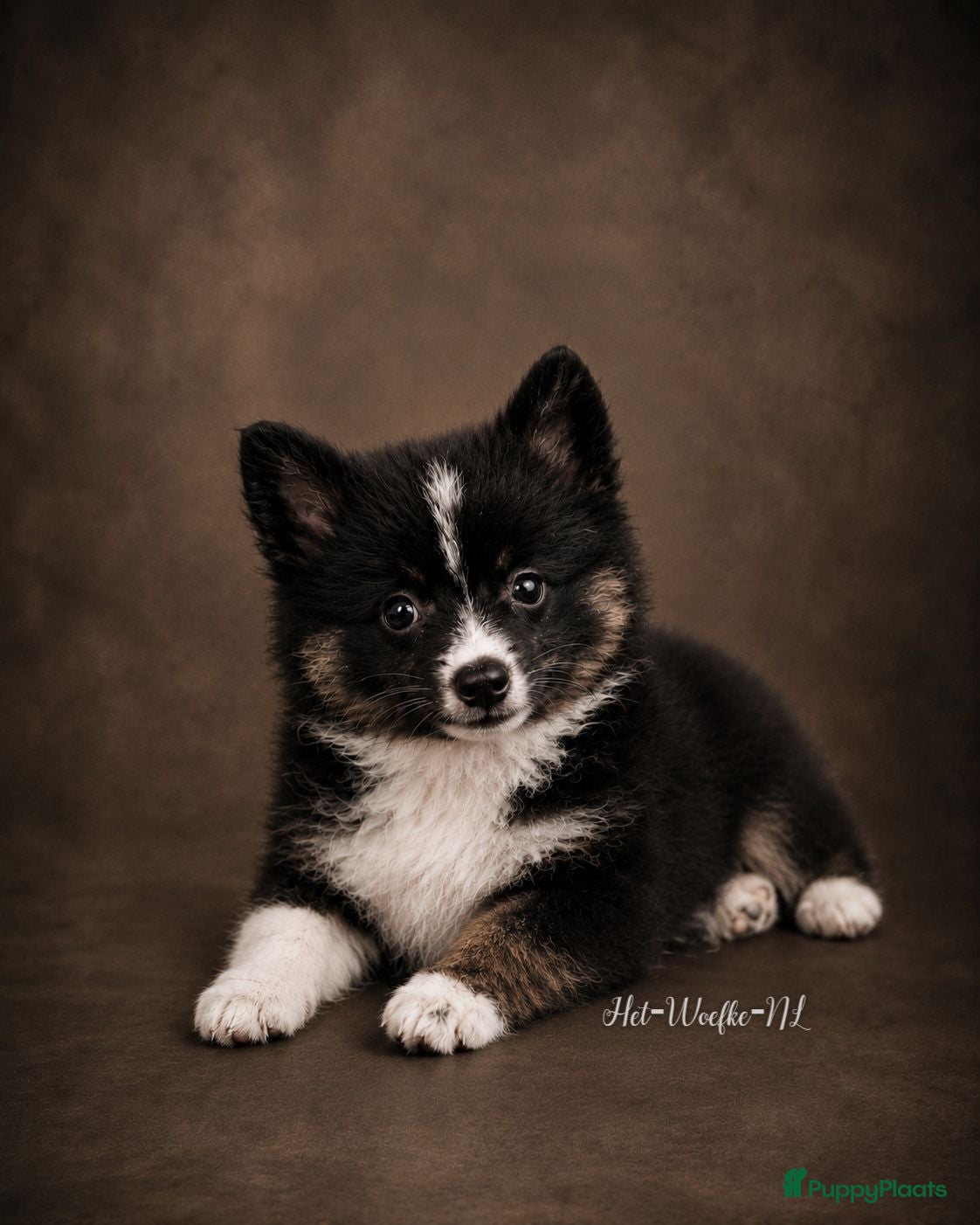 Pomsky honden Twix 💙 F1b pomsky reu - Advertentie 5