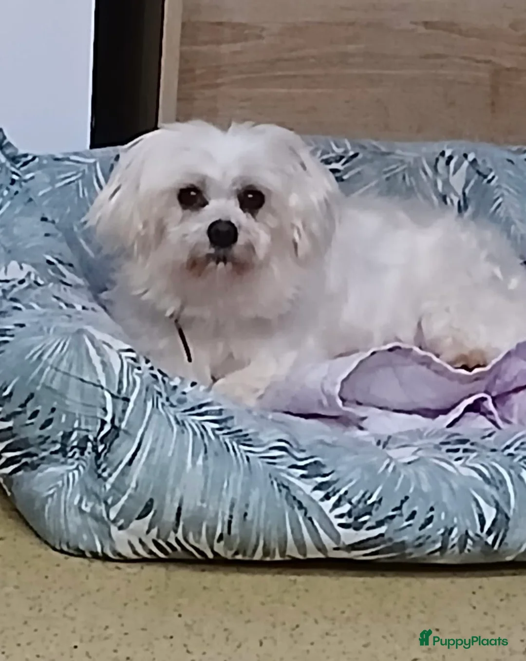 Maltipoo honden te koop: Prachtige , gezonde Maltipoo pups NL nestje - Advertentie 2