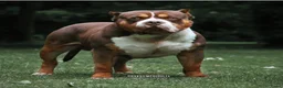 Amerikaanse Bully honden te koop: American Bully pups  - Advertentie 8