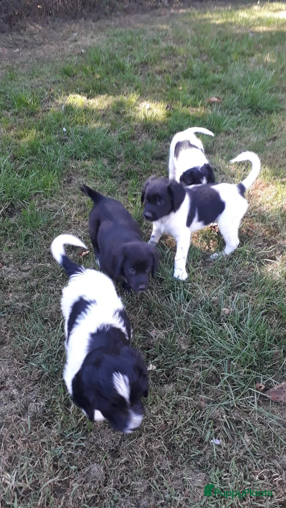 Kruising honden te koop: Prachtige Goldendoole X Friese Stabij pups - Advertentie 2