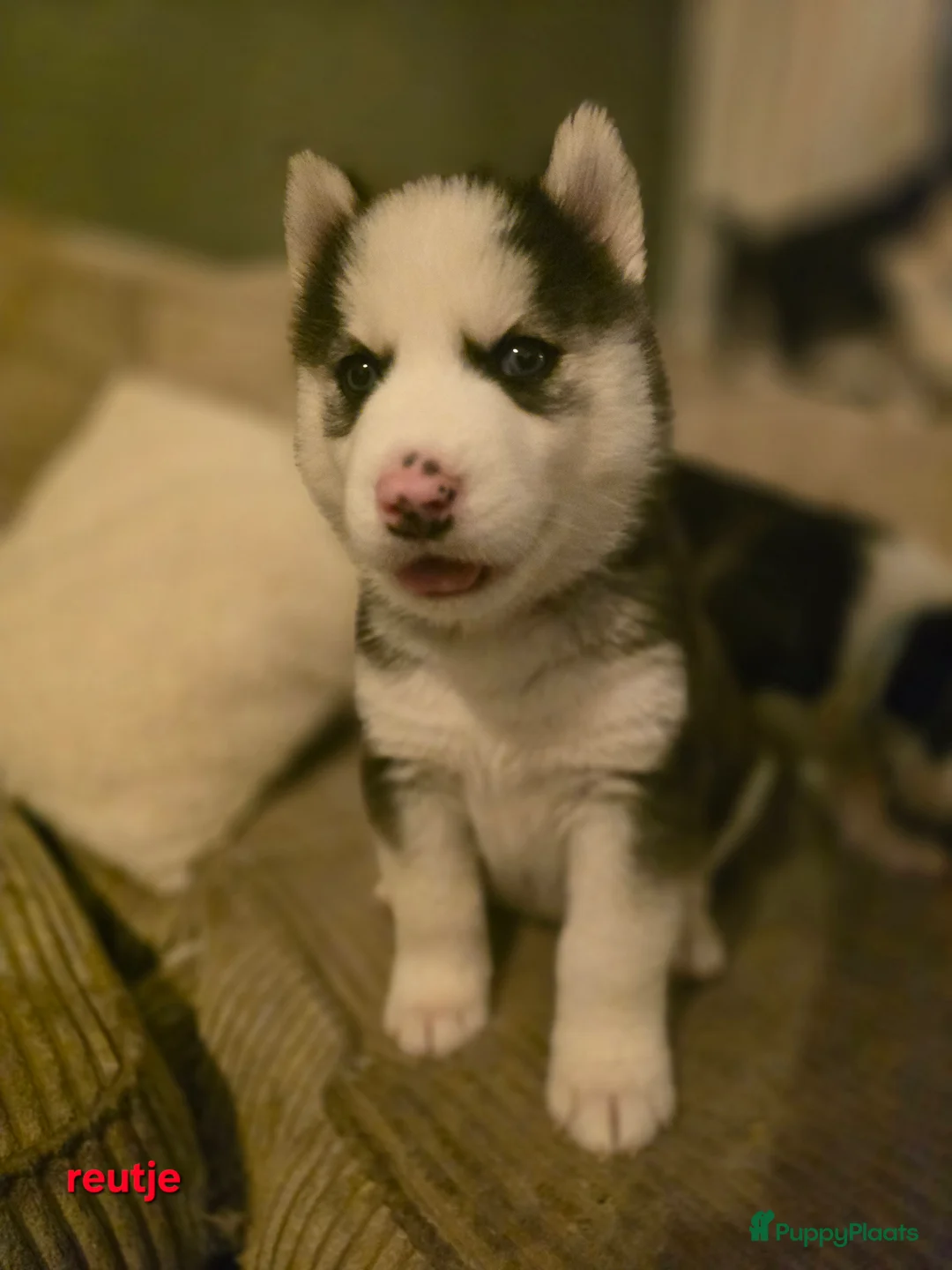 Siberische Husky honden te koop: Prachtige Siberische husky pups - Advertentie 5