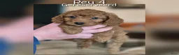 Cavapoo honden te koop: Prachtige Cavapoo pups beschikbaar  - Advertentie 8