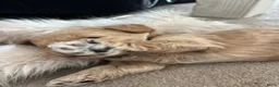 Labradoodle honden te koop: MOOIE ZWART REUTJE MINI DOODLE NOG BESCHIKBAAR - Advertentie 11