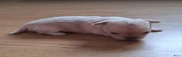 Chihuahua honden te koop: Mooi langharig chihuhmahua teefje - Advertentie 10