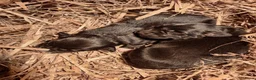Kruising honden te koop: Kruising pups in Ljussens - Advertentie 4