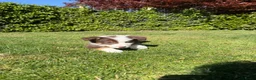 Kruising honden te koop: Australian Shepherd x Border Collie pups - Advertentie 29