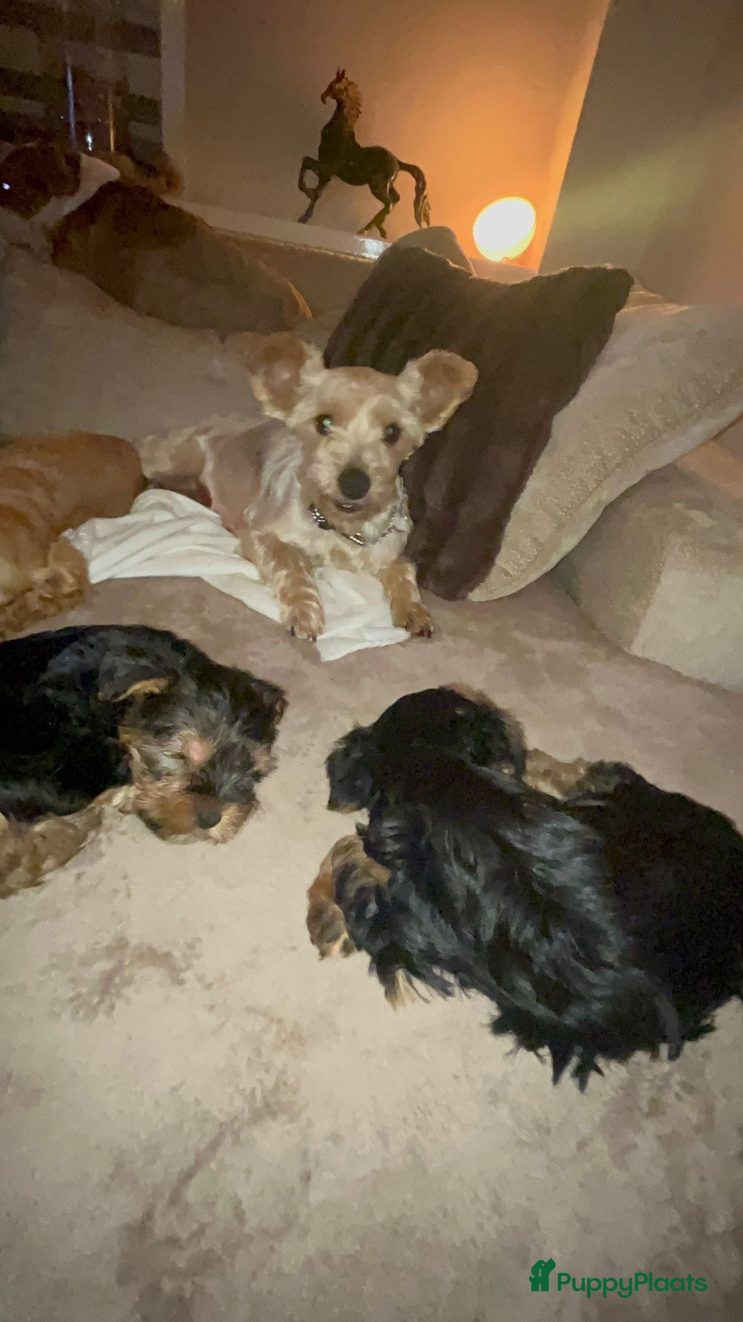 Yorkshire Terriër honden te koop: Yorkshire terriër puppies zoeken goudenmand. - Advertentie 1