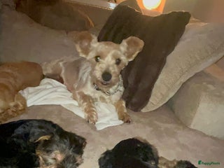 Yorkshire Terriër honden Yorkshire terriër puppies zoeken goudenmand. - Advertentie 17