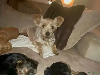 Yorkshire Terriër honden Yorkshire terriër puppies zoeken goudenmand. - Advertentie 3