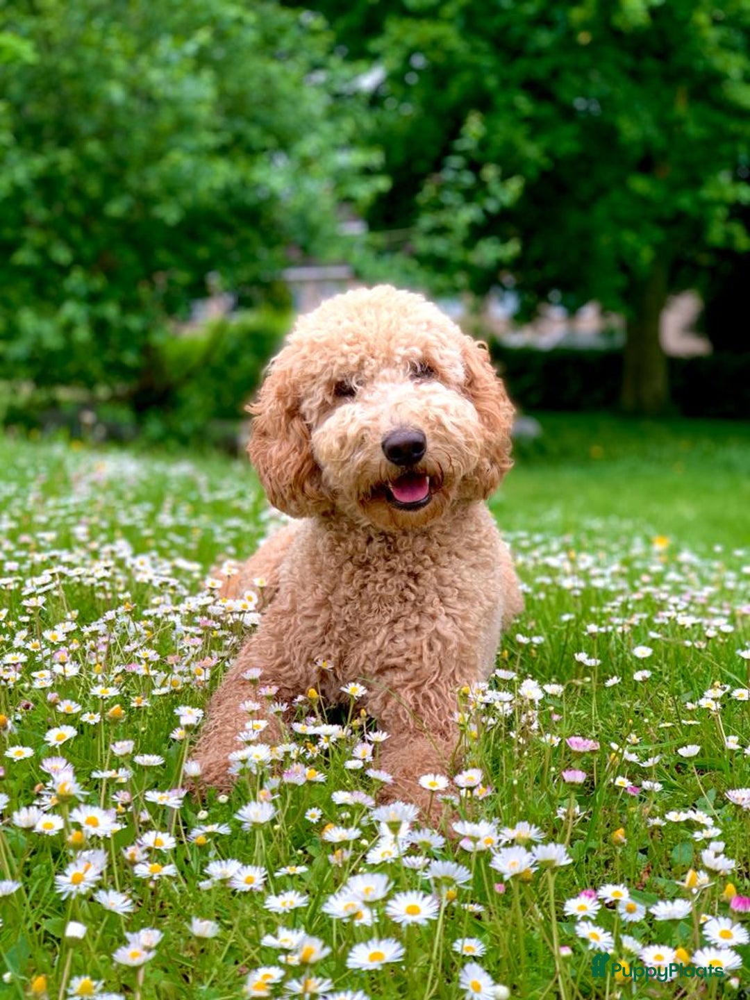 Australian Labradoodle honden te koop: Labradoodle puppy’s verwacht 🐶🐾 - Advertentie 4