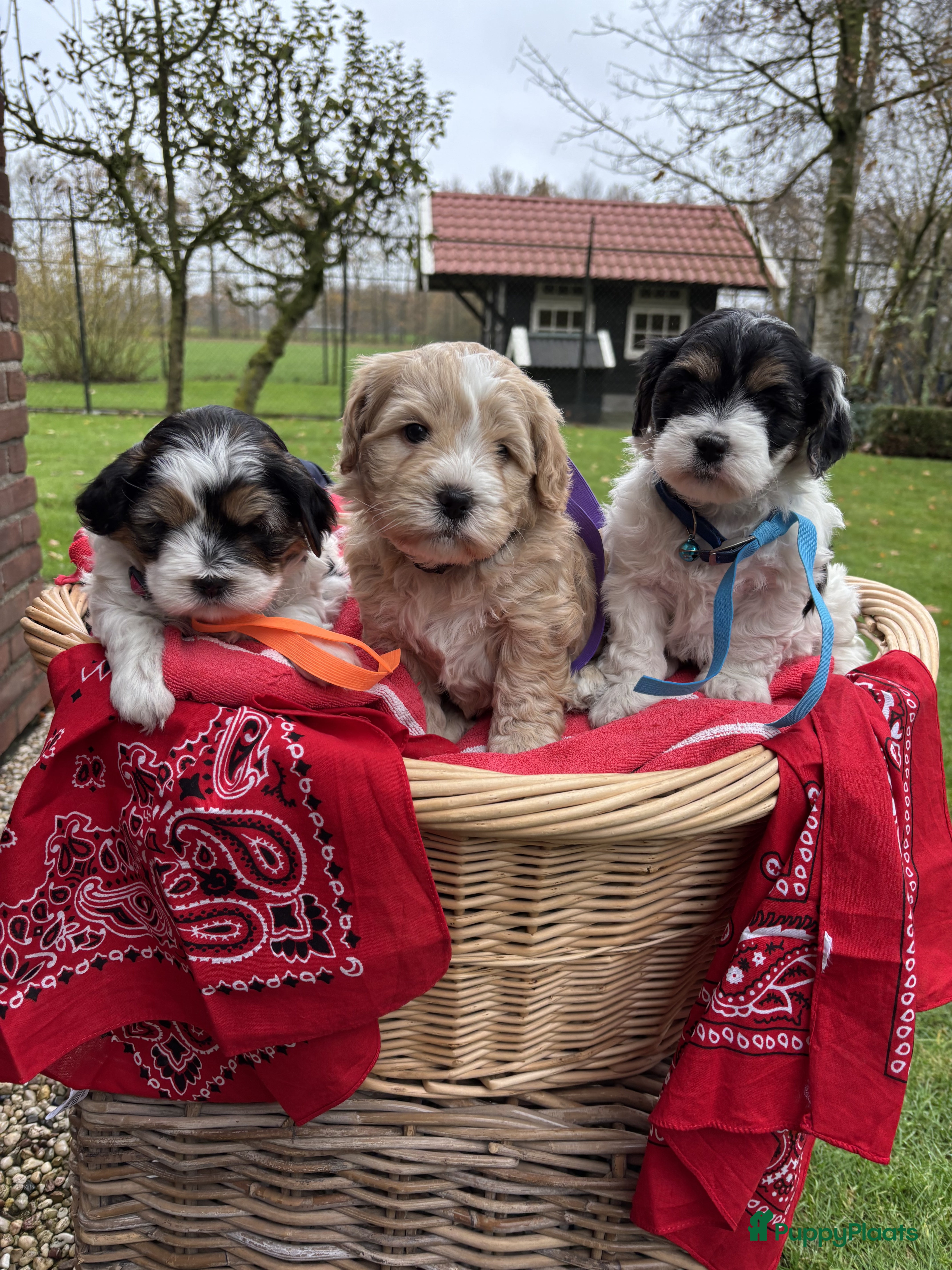 Kruising honden Schattige Boomer Puppy&#x27;s - Advertentie 4