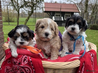 Kruising honden Schattige Boomer Puppy's - Advertentie 3