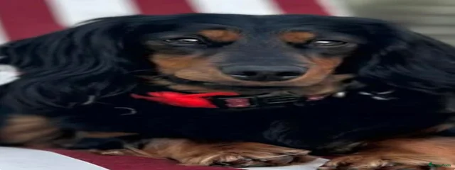 Robijn