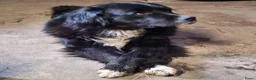 Kruising honden te koop: Kruising pups in Ljussens - Advertentie 1