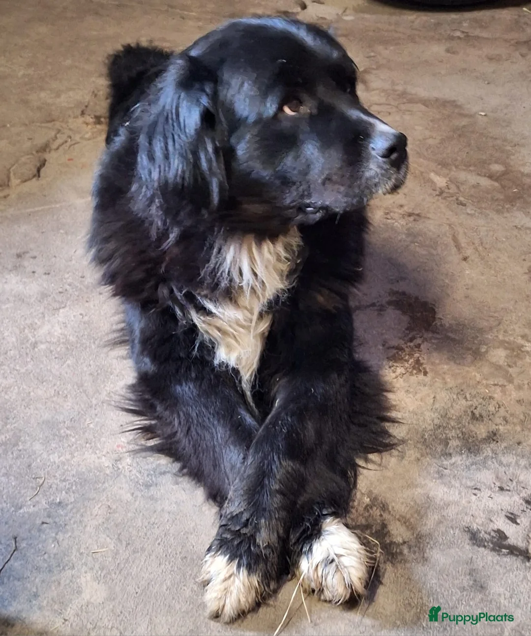 Kruising honden te koop: Kruising pups in Ljussens - Advertentie 1