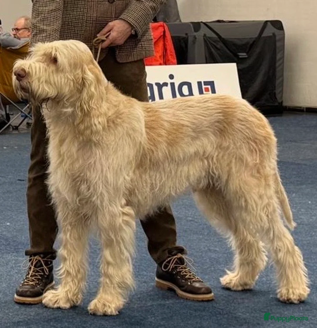 Spinone Italiano honden te koop: Spinone italiano in Maastricht - Advertentie 9