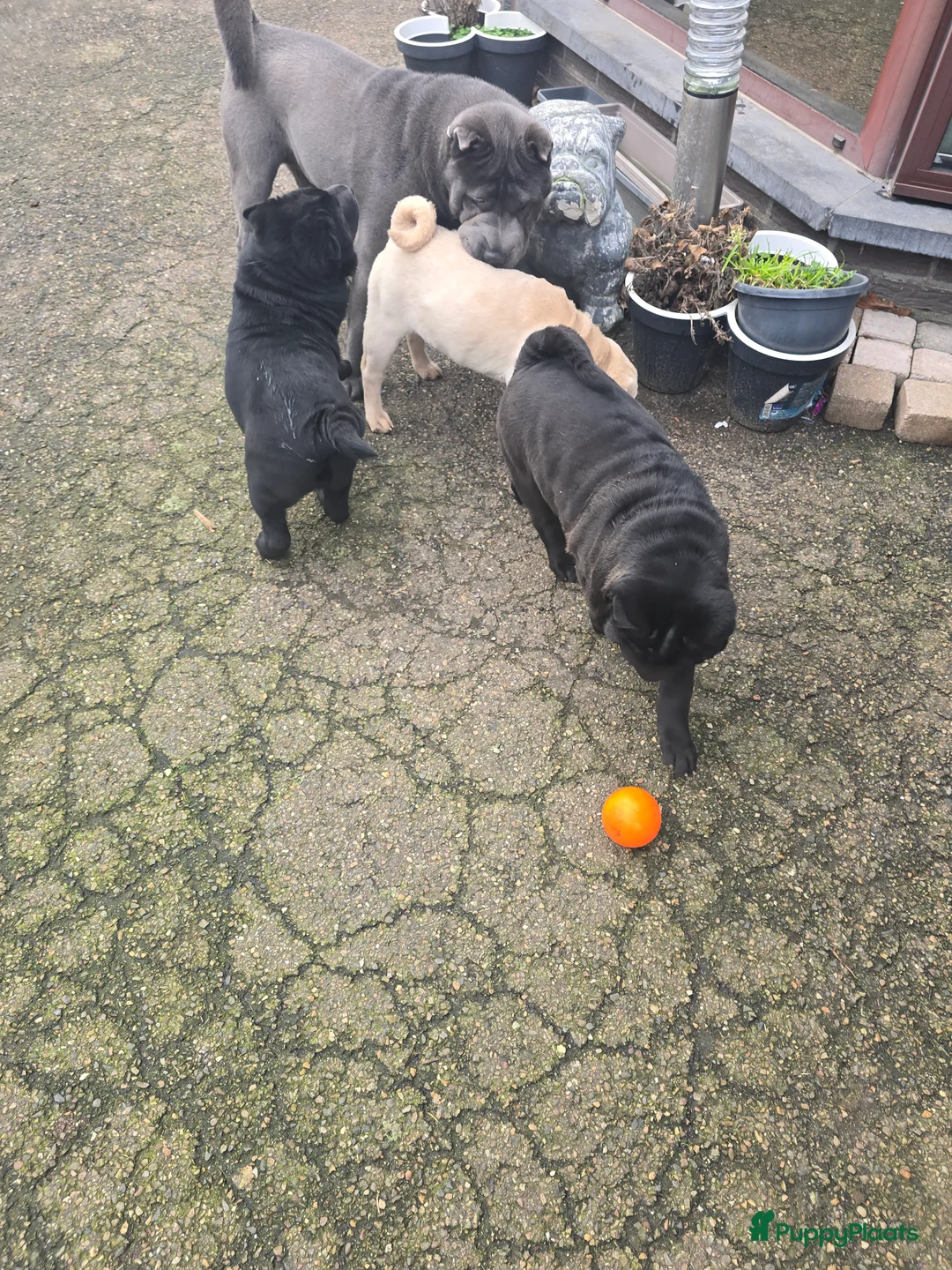 Shar Pei honden te koop:   Nog 2 mooie  sharpei    - Advertentie 6