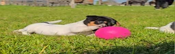 Jack Russel Terriër honden te koop: 🥰 5 Prachtige Jack Russel pups! 🐶 - Advertentie 15