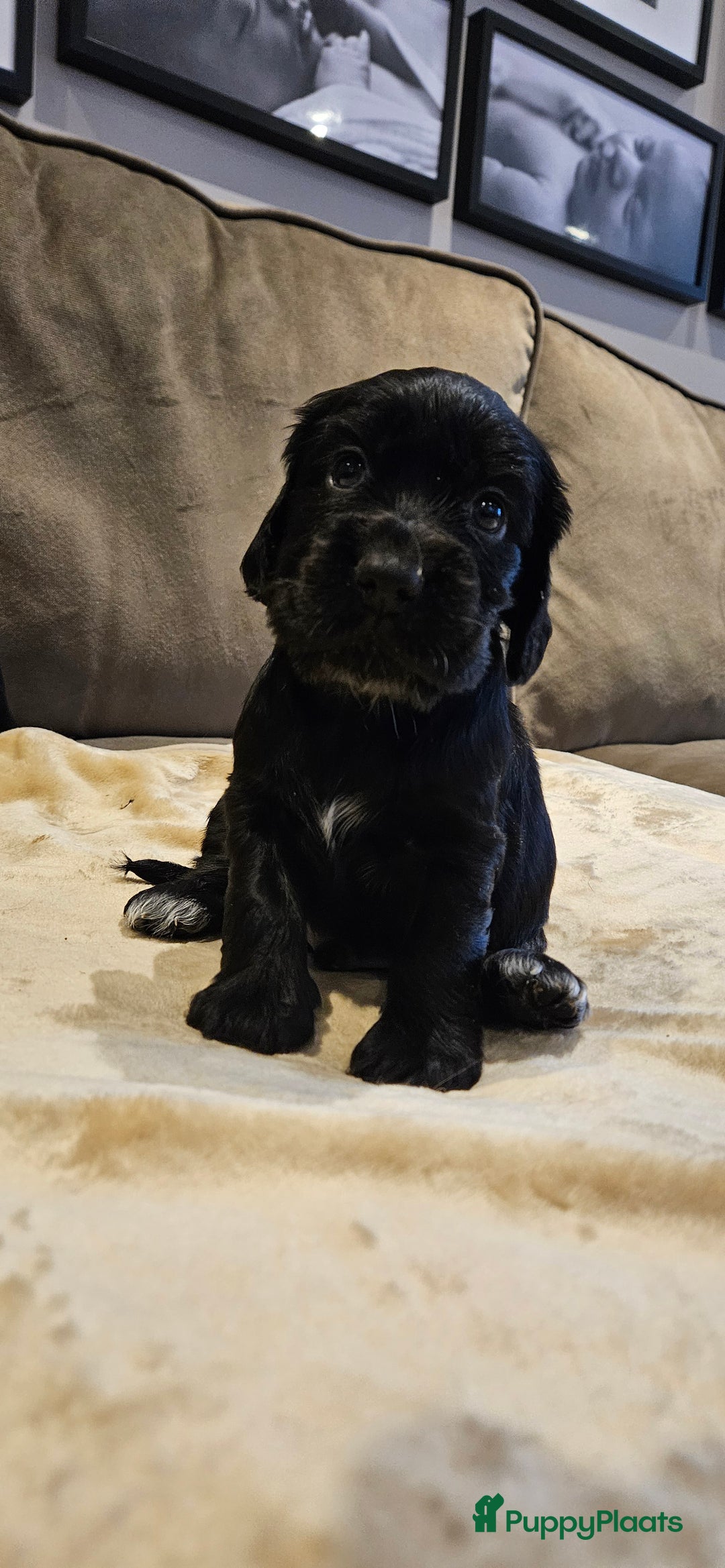 Engelse Cocker Spaniel honden te koop: Engelse cocker spaniël pups te koop - Advertentie 6