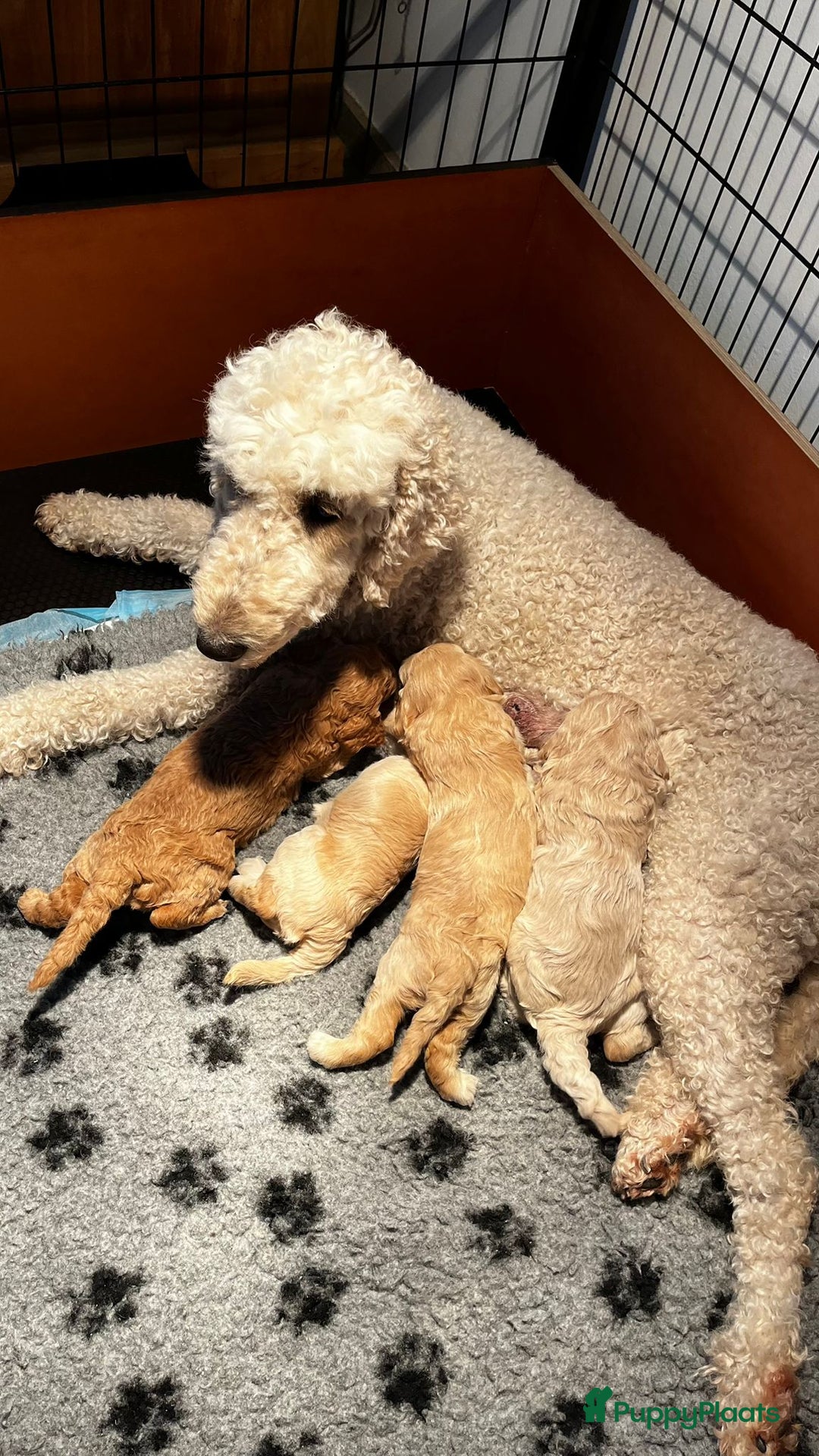 Labradoodle honden te koop: mooie multi x labradoodle australiën doodle pups - Advertentie 10