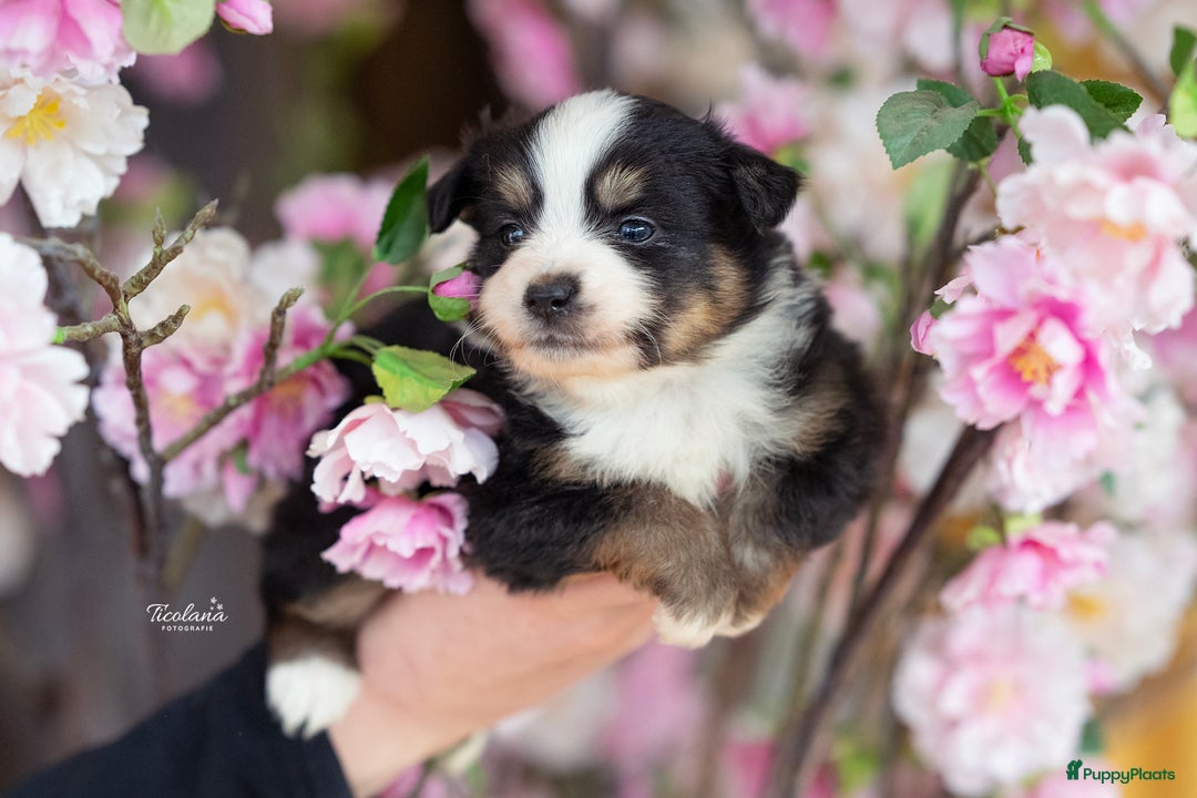 Australian Shepherd honden te koop: Mini Australian shepherd pup (MAS) - Advertentie 3