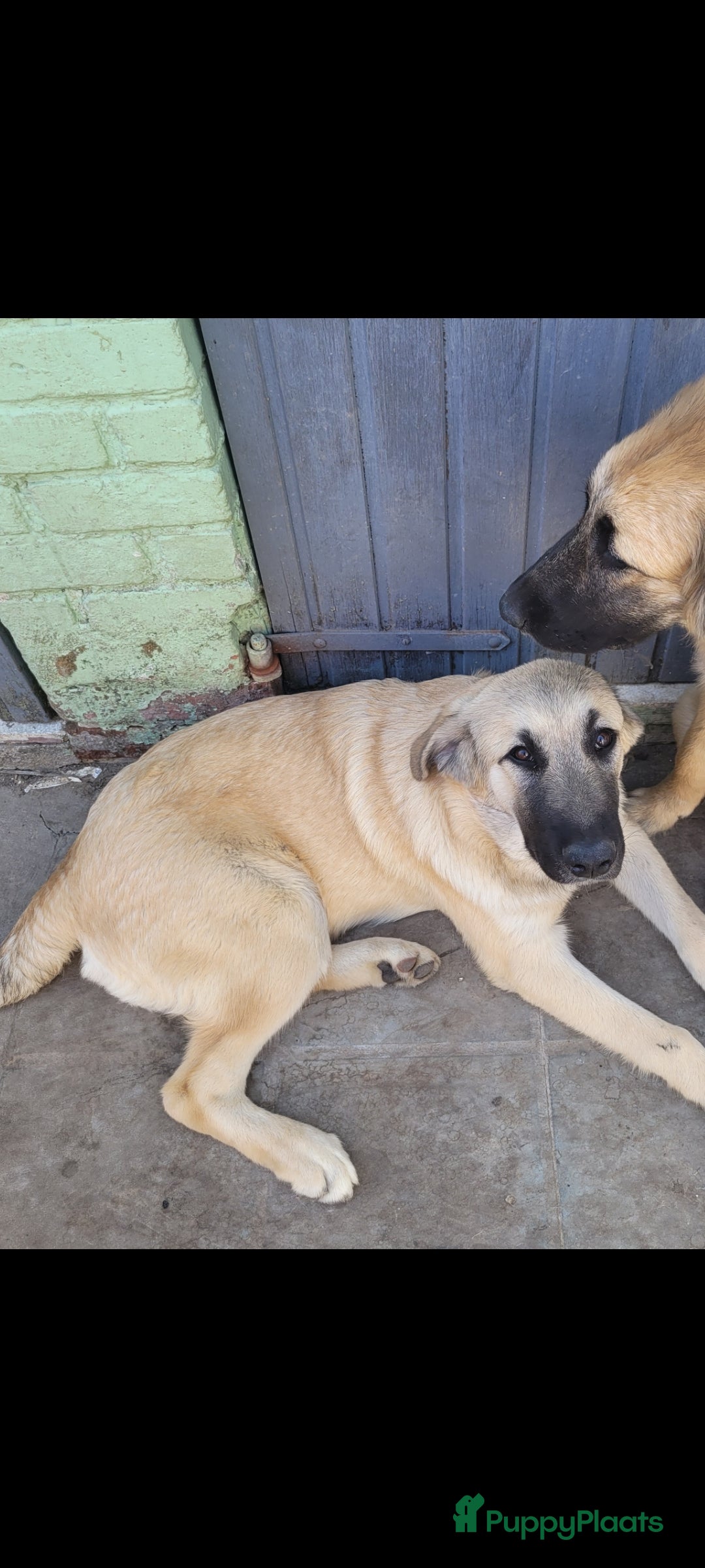 Pyreneese Berghond honden ter adoptie: Kruising portugeze berghond  - Advertentie 2