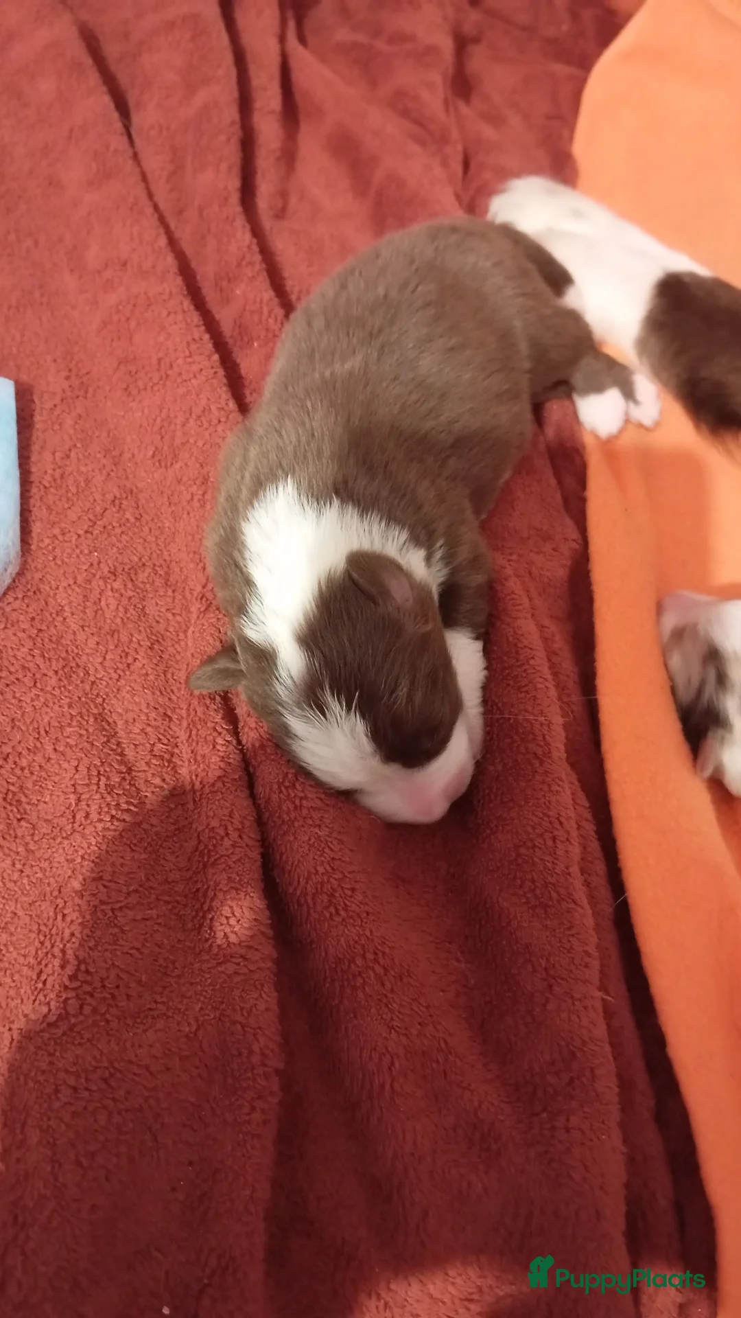 Australian Shepherd honden te koop: 10 prachtige Australische herder pups! - Advertentie 22